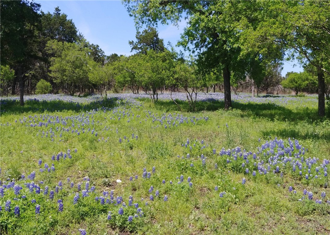 a view of backyard with green space