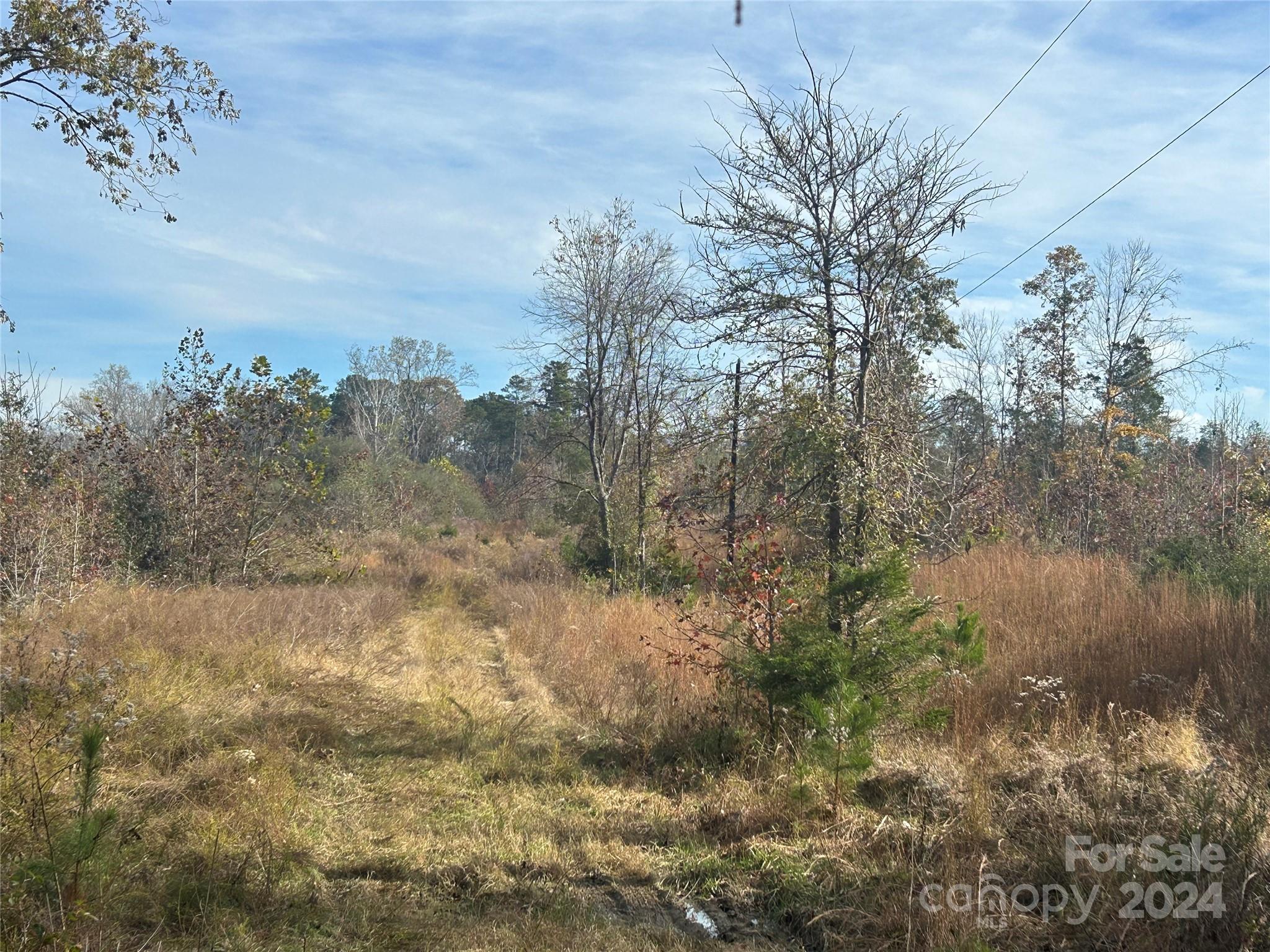 a view of a yard with a tree