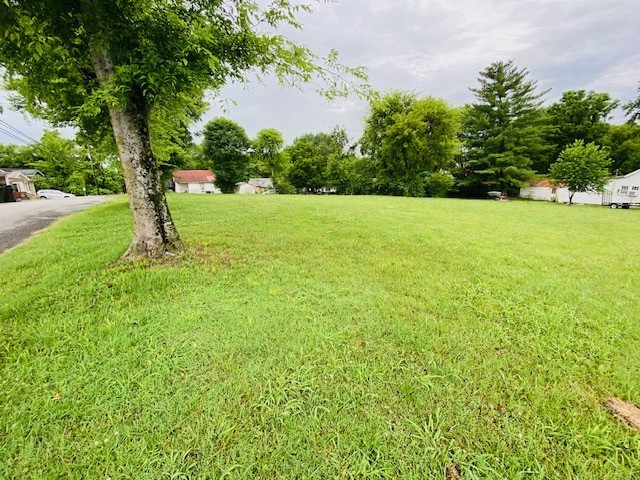 a view of a garden with trees