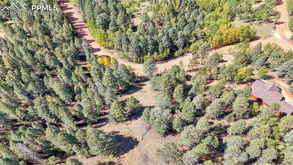 a view of a forest with a tree