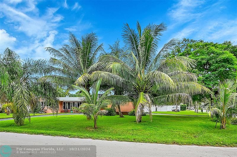 a view of a palm trees in front of a house