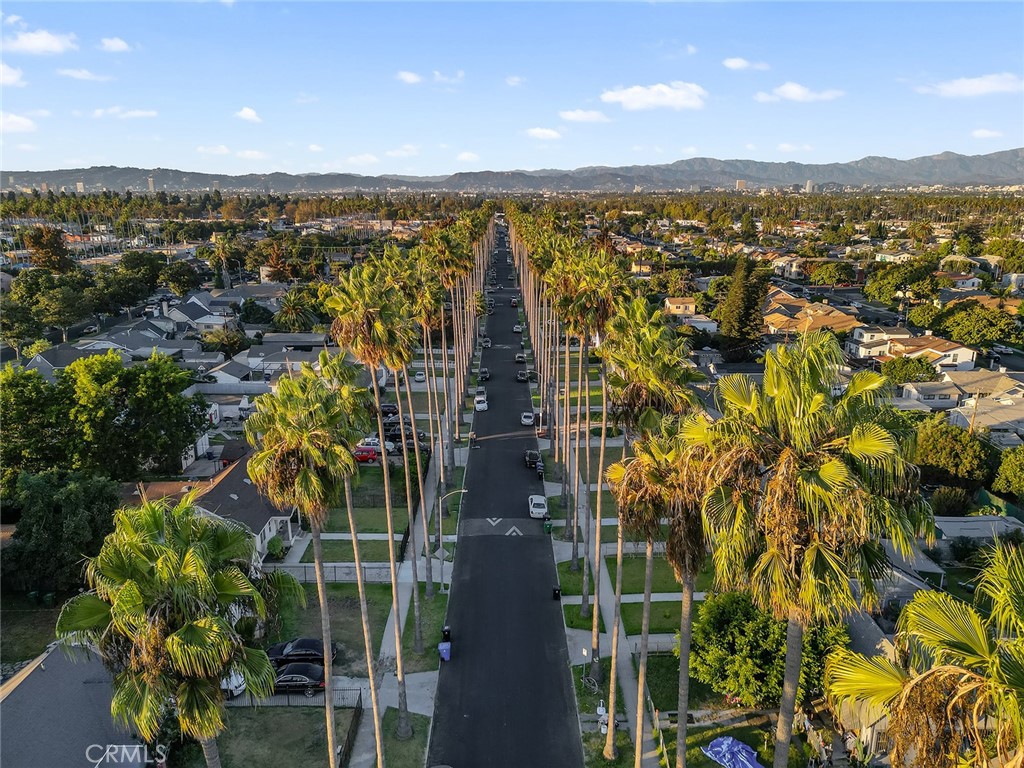 Palm Tree lined street