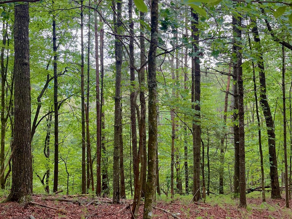 a green field with lots of trees