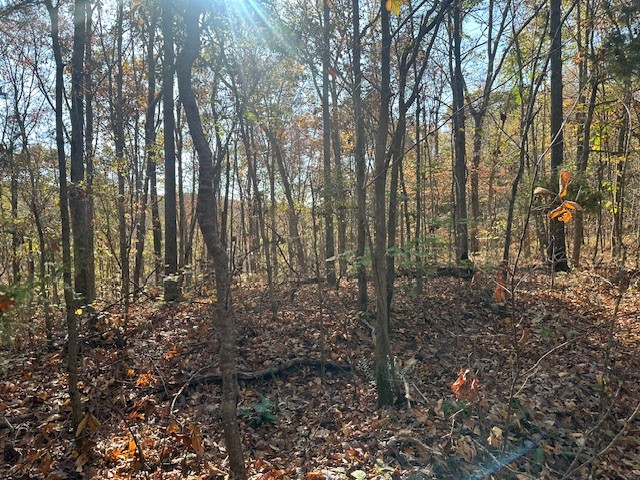 a view of a forest with trees