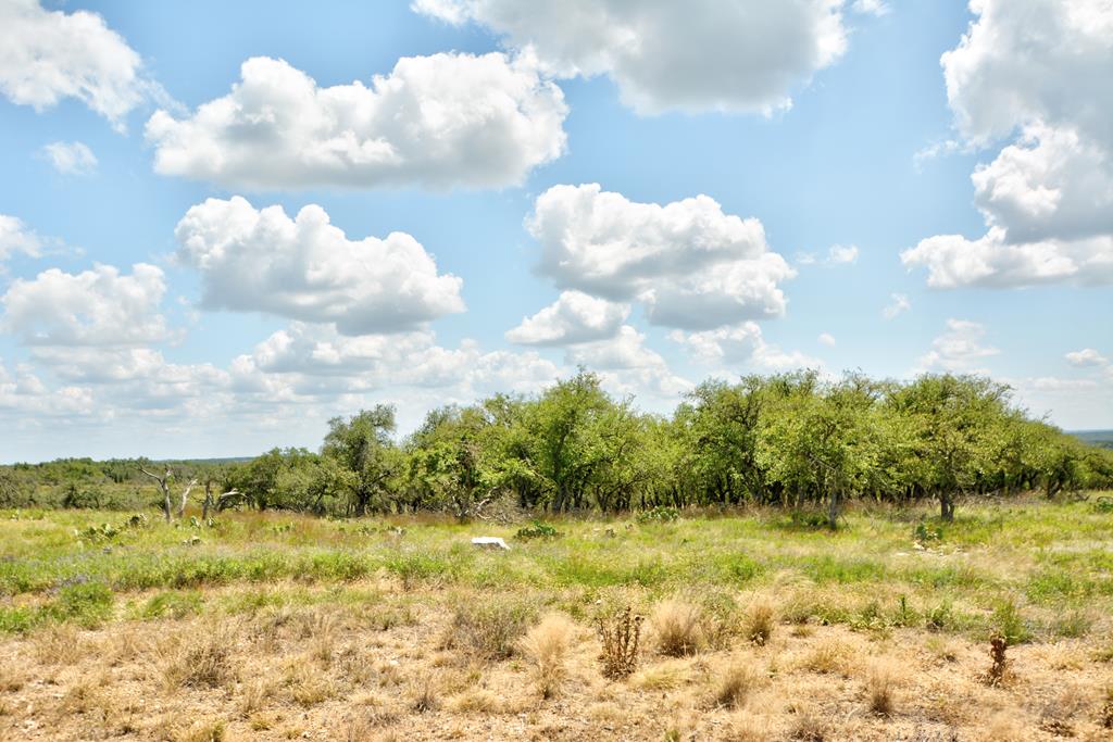 a view of a bunch of trees and buildings