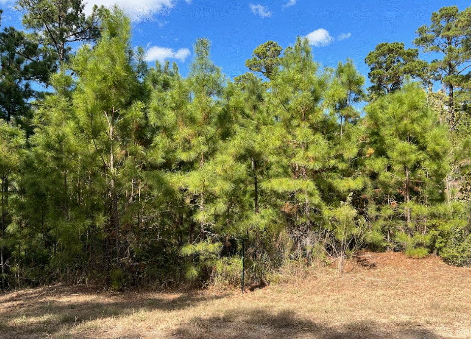 a view of a large yard with plants and large trees