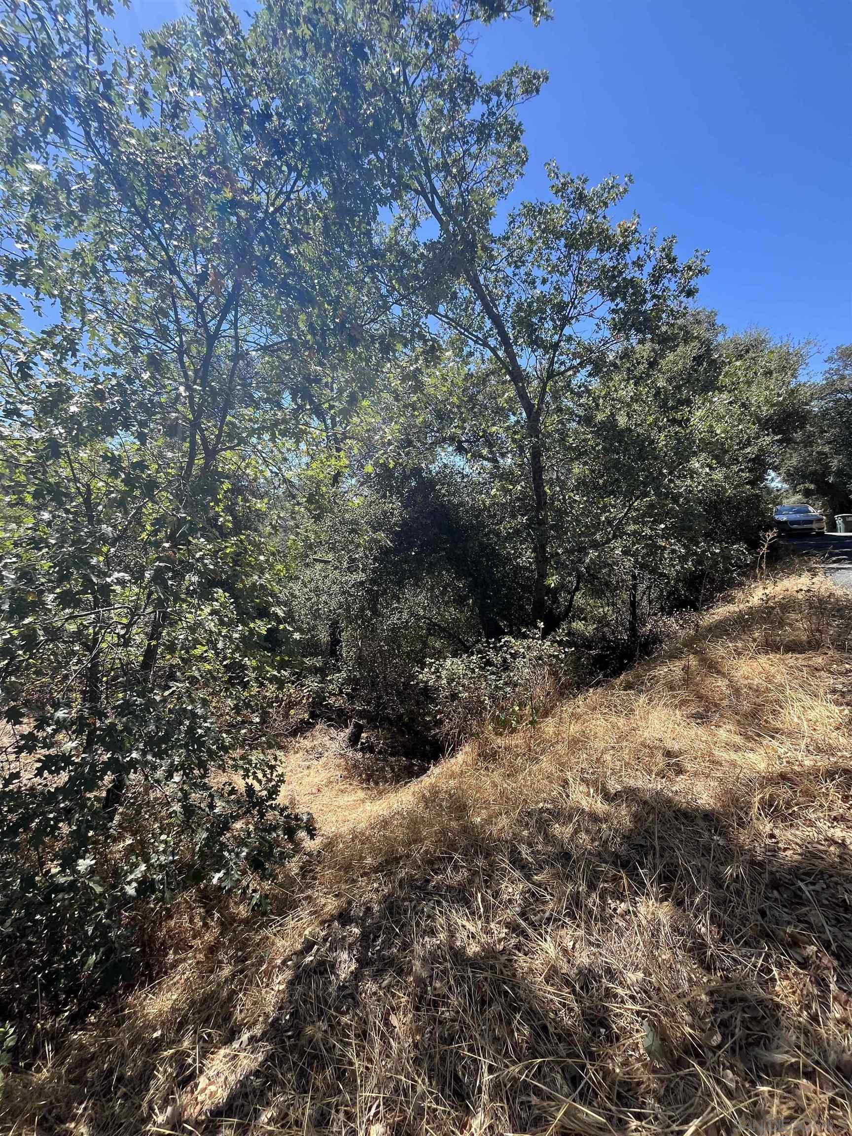 a view of a forest with trees in back