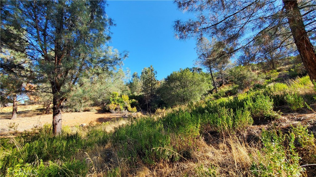 a view of a yard with a tree