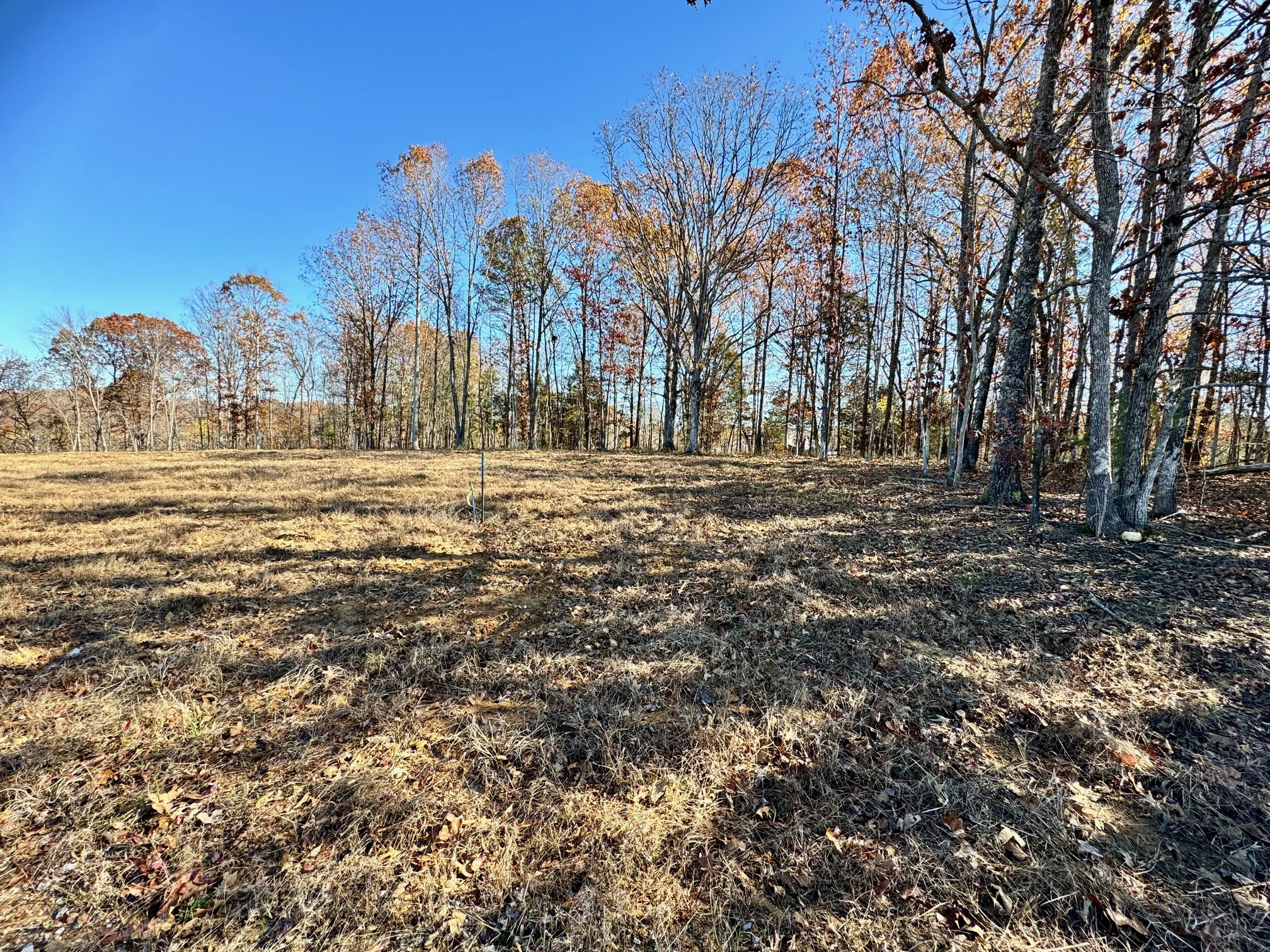 a view of dirt yard with a large tree