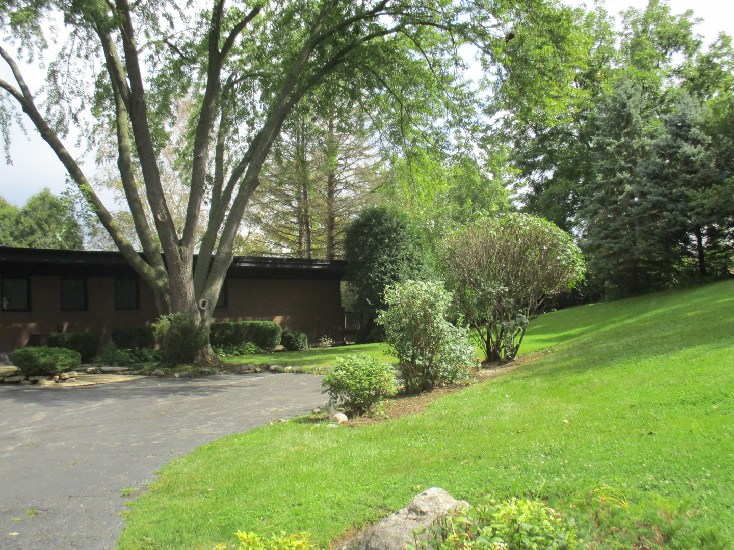 a view of a tree in front of a house