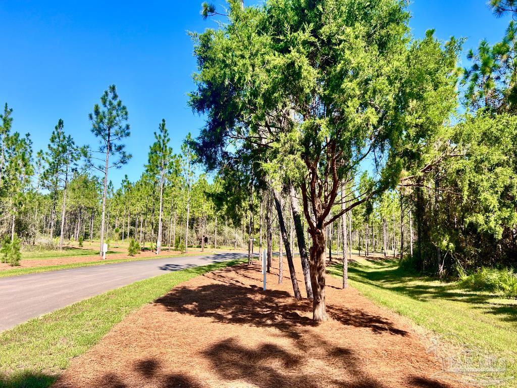 a view of backyard of green space