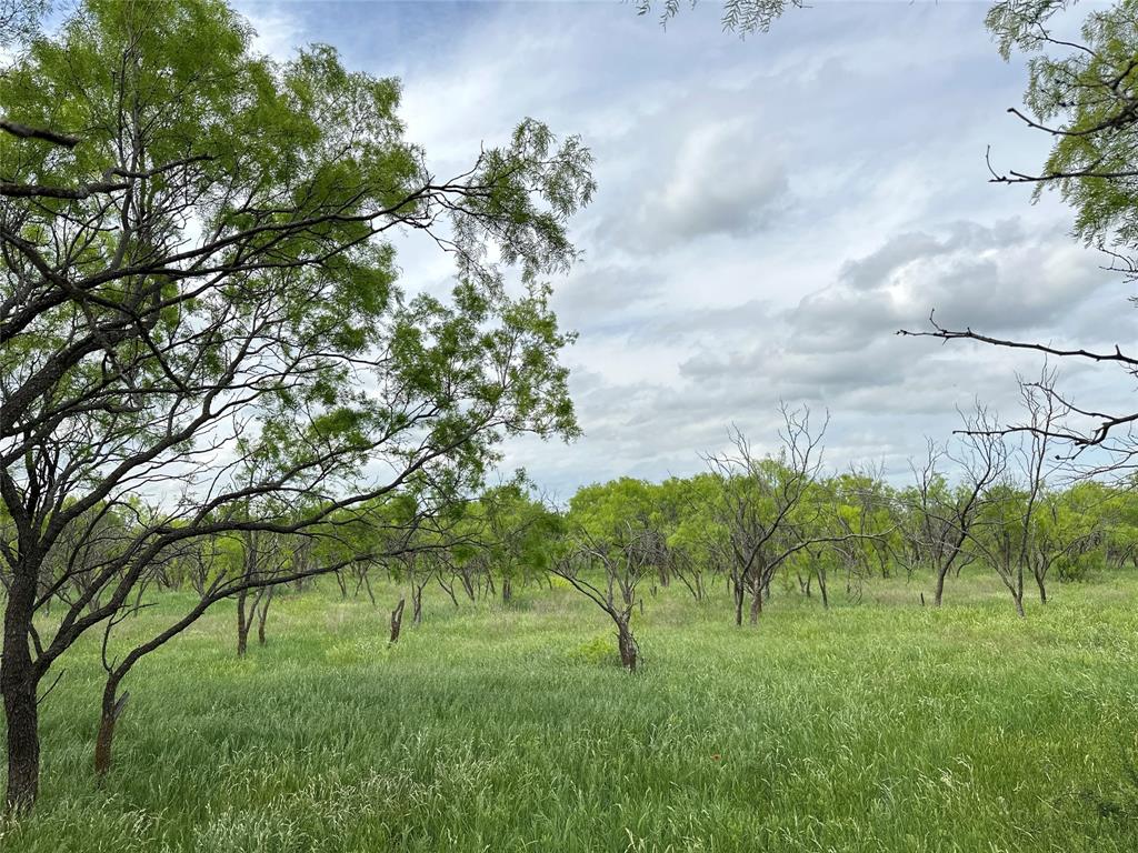 a big yard with lots of green space