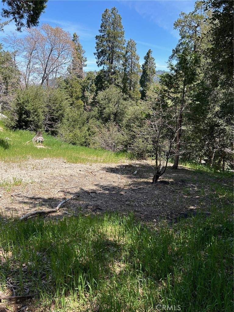 a view of a yard with a tree