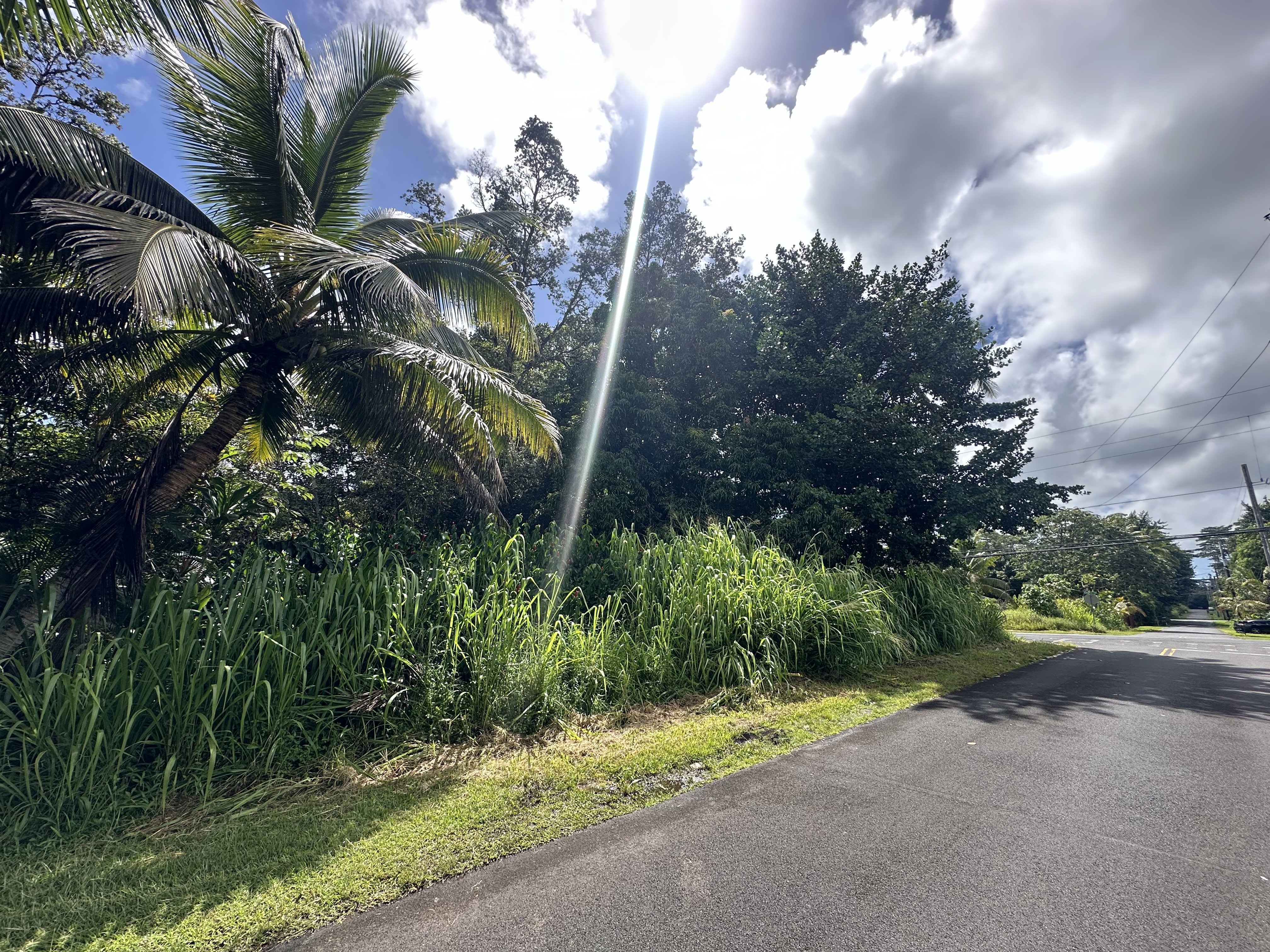 a view of a street with a tree