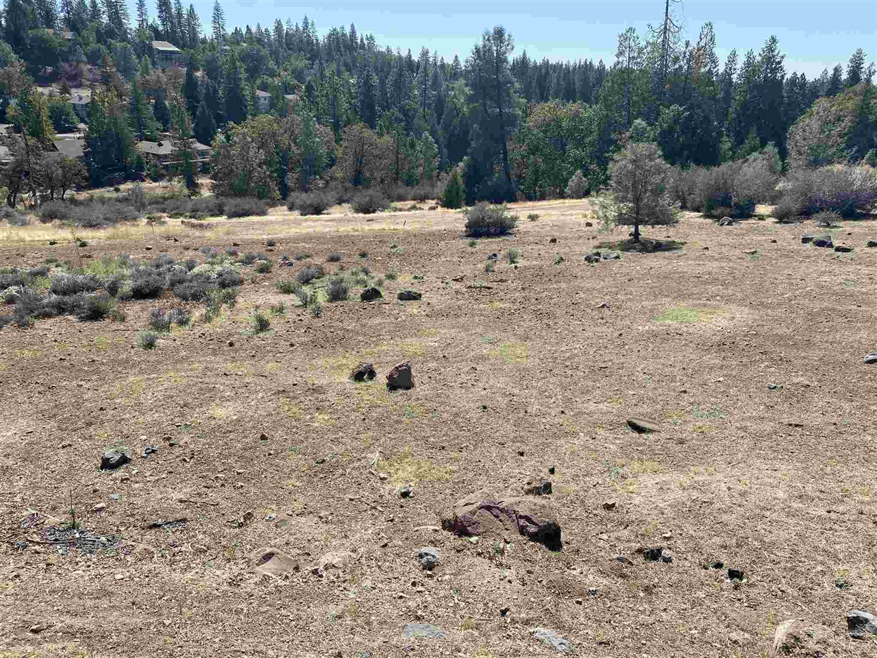 a view of a dry yard with trees