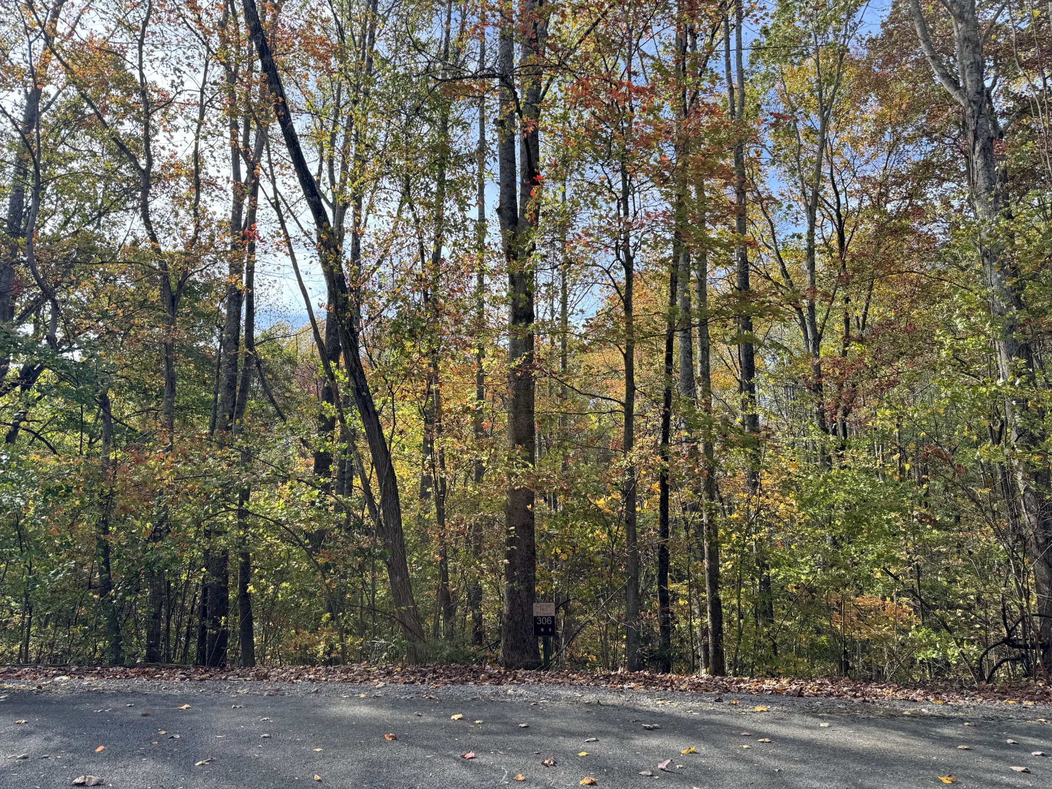 a view of a forest with trees