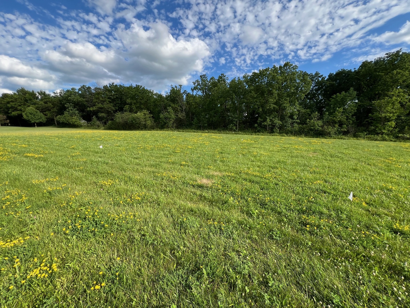 a view of a field of grass and trees