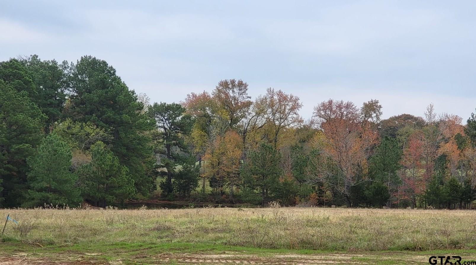 a view of a yard