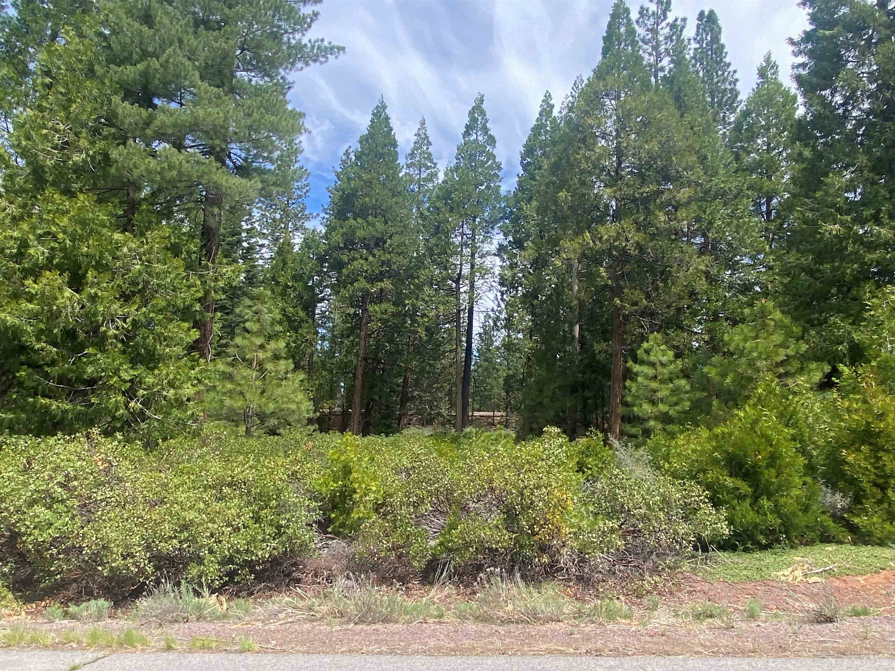 a view of a yard with plants and large trees