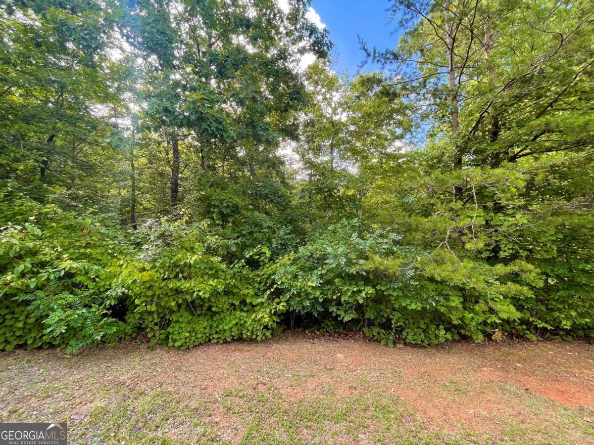 a view of a garden with plants