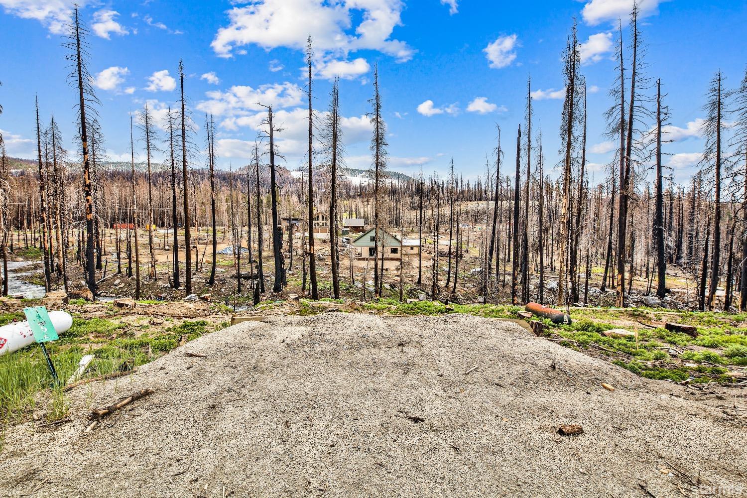 a row of trees with yard