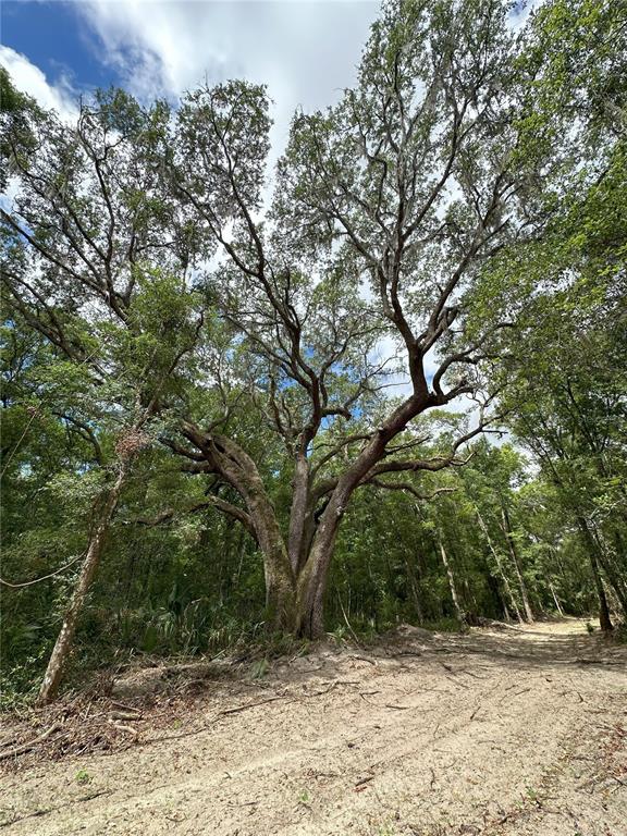 a view of a yard with a tree