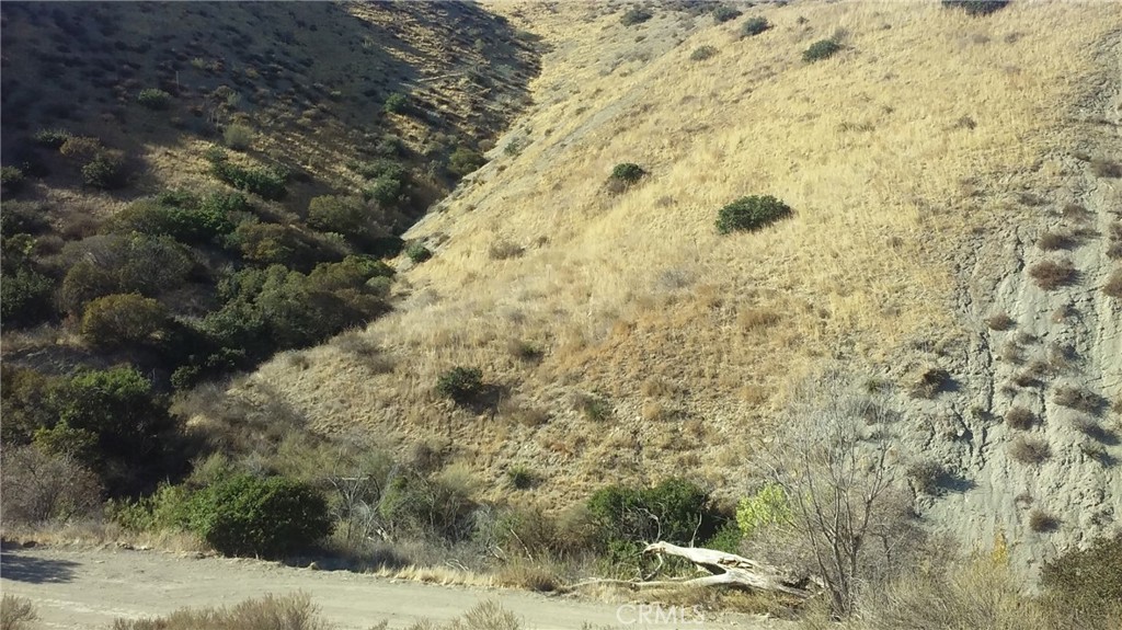 a view of a dry yard with trees