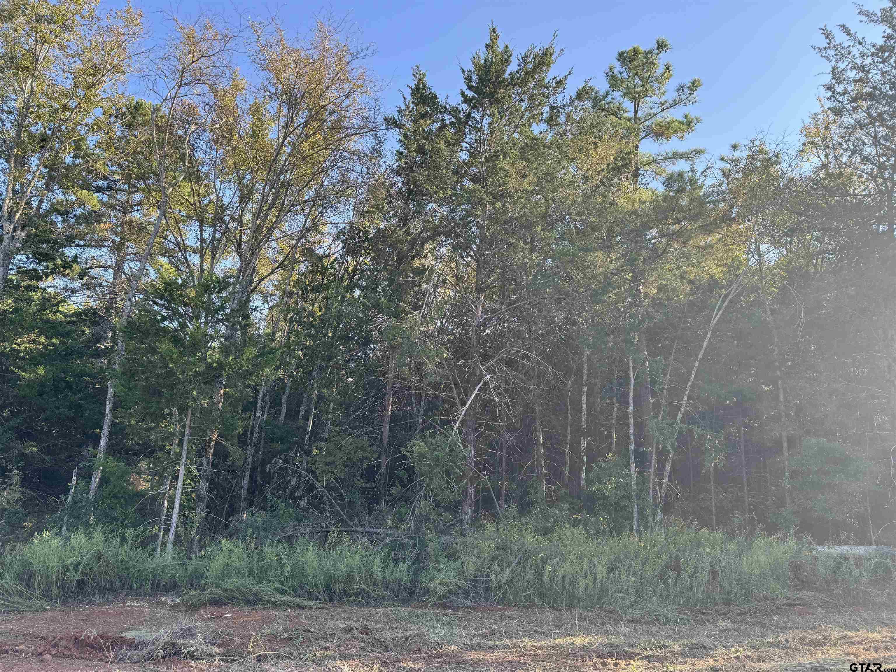 a view of a dry yard with trees in the background