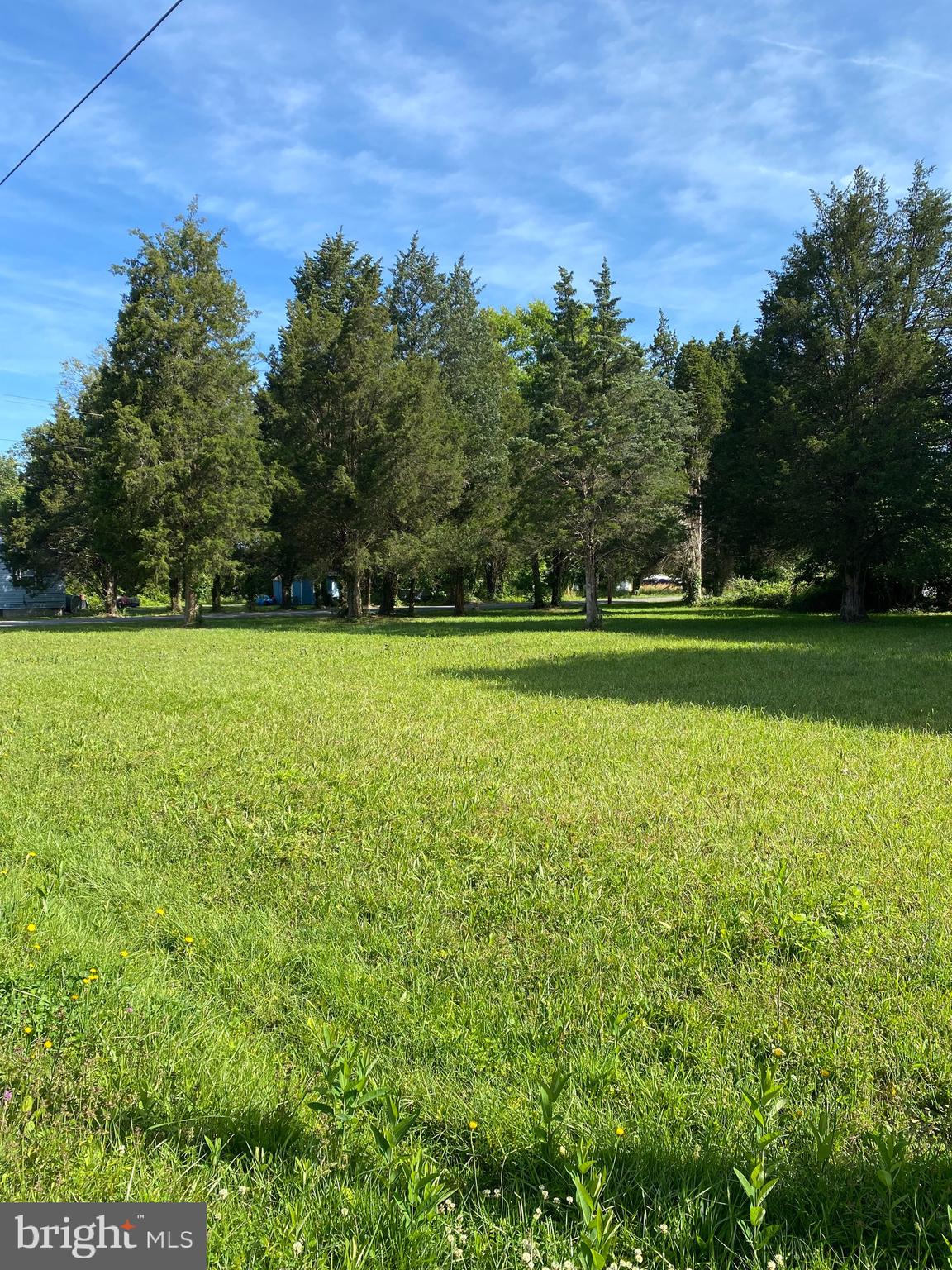 a view of a big yard with a large trees and plants