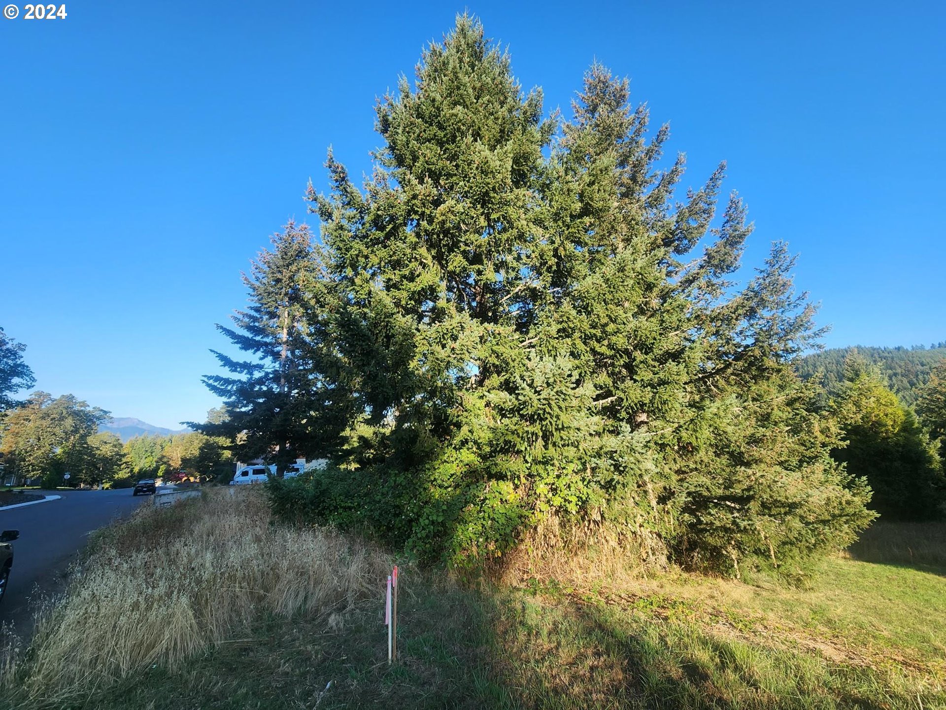 a view of a lake with a tree