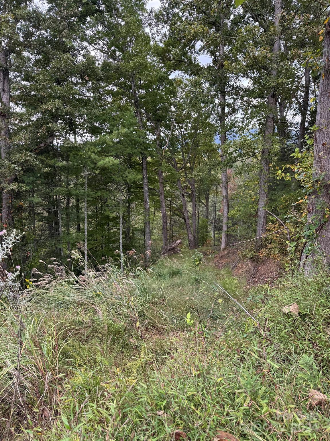 a view of a forest with trees in the background