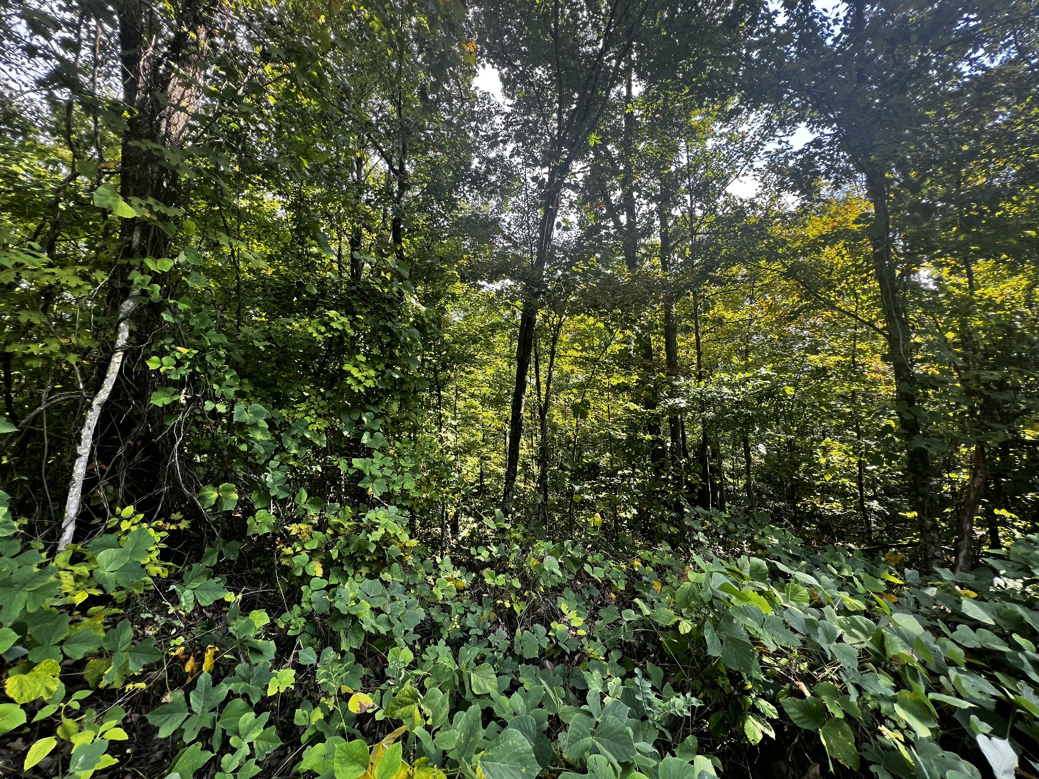 a view of a tree