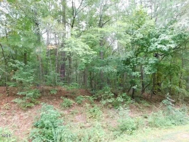 a view of a forest that has large trees