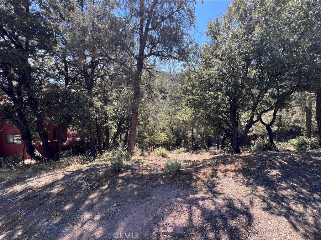 a view of a forest filled with trees