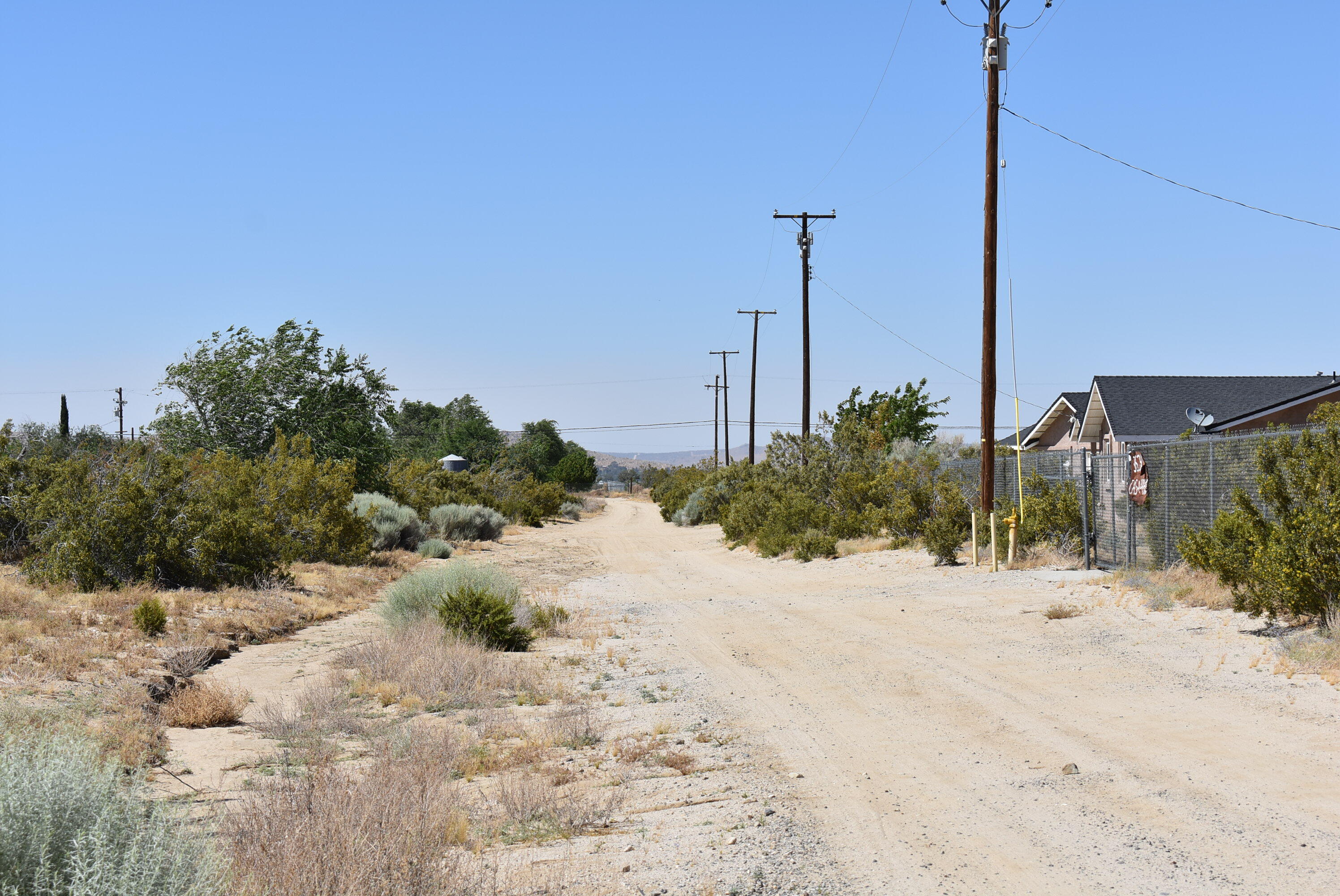 a view of a dry yard with a tree