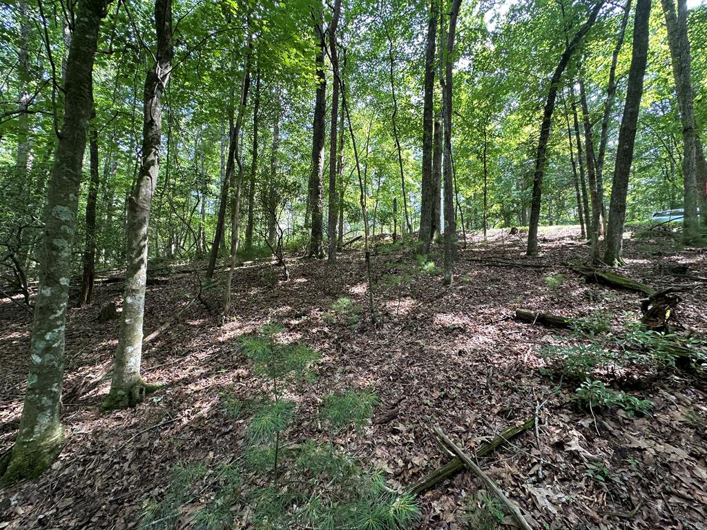 a view of a forest that has large trees