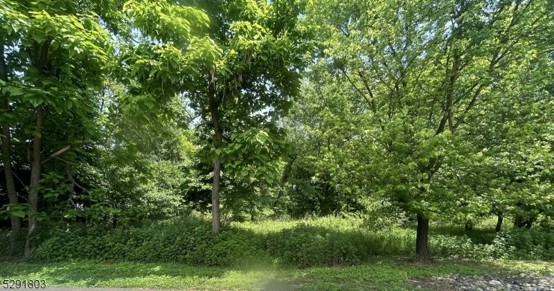 a view of a lush green space