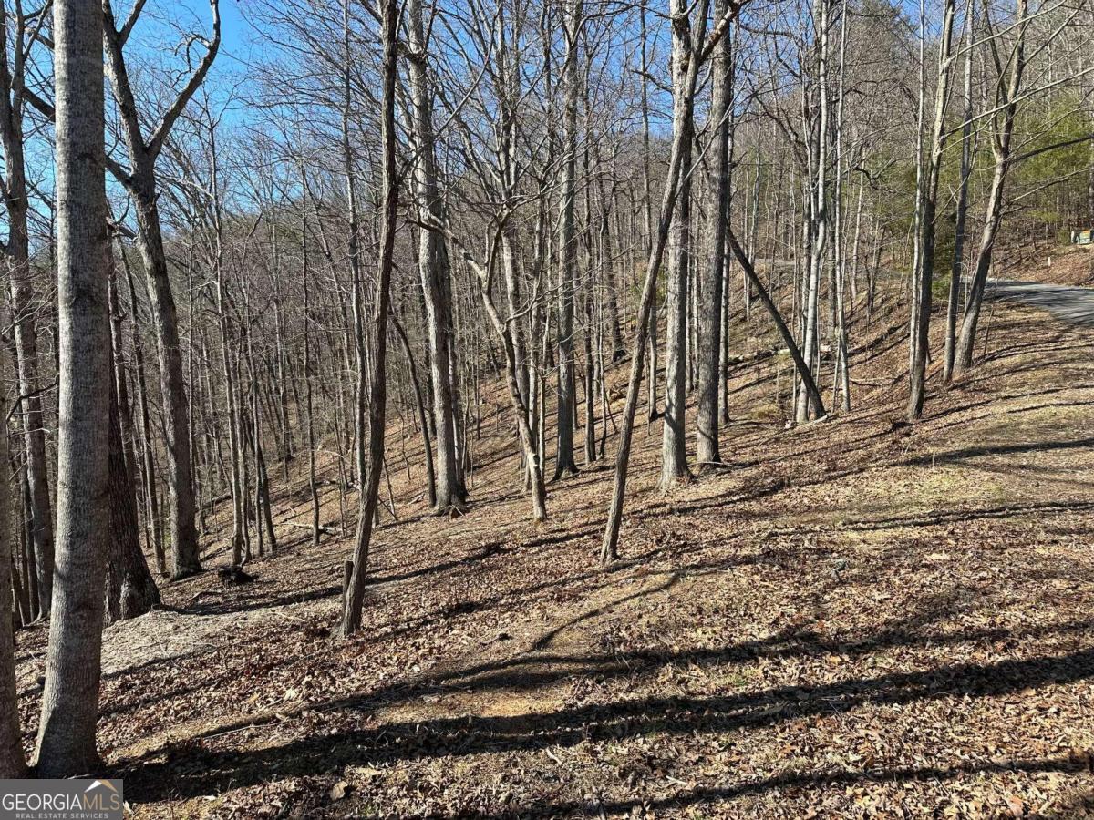 a view of a yard with large trees