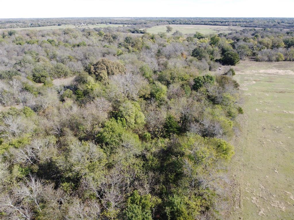 a view of a forest with trees in the background