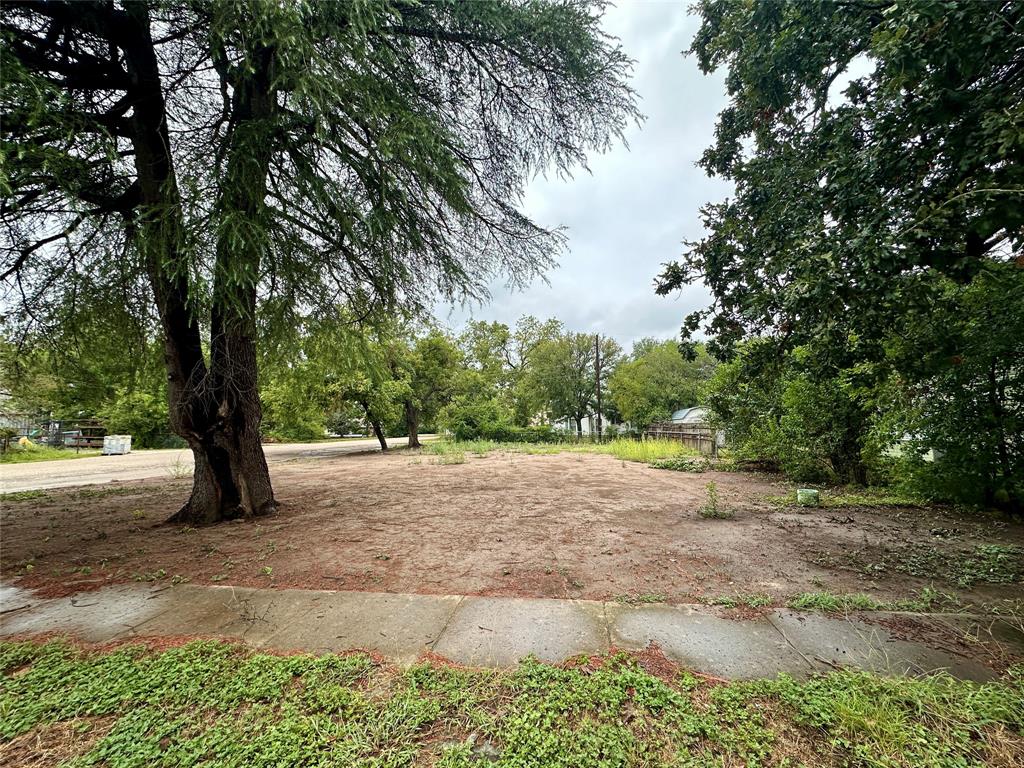 a street view with large trees