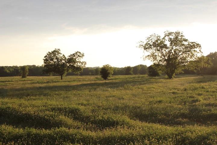 a view of a field with an ocean