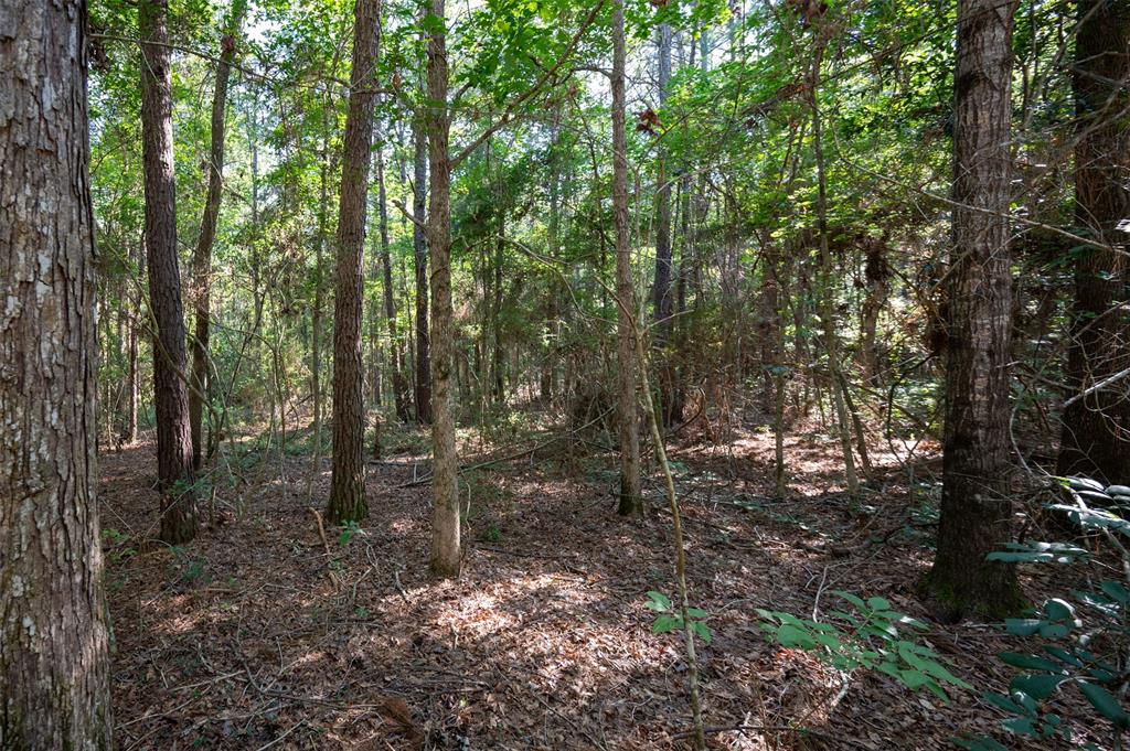 a view of a forest with trees in the background