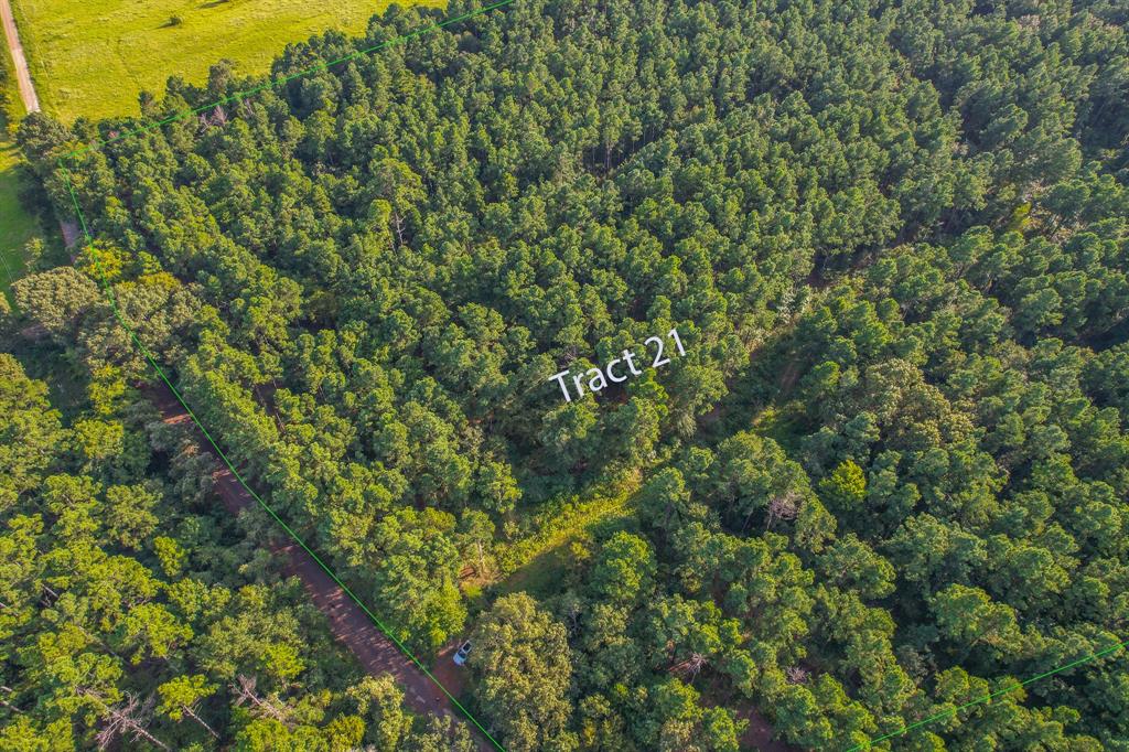 a view of a lush green forest