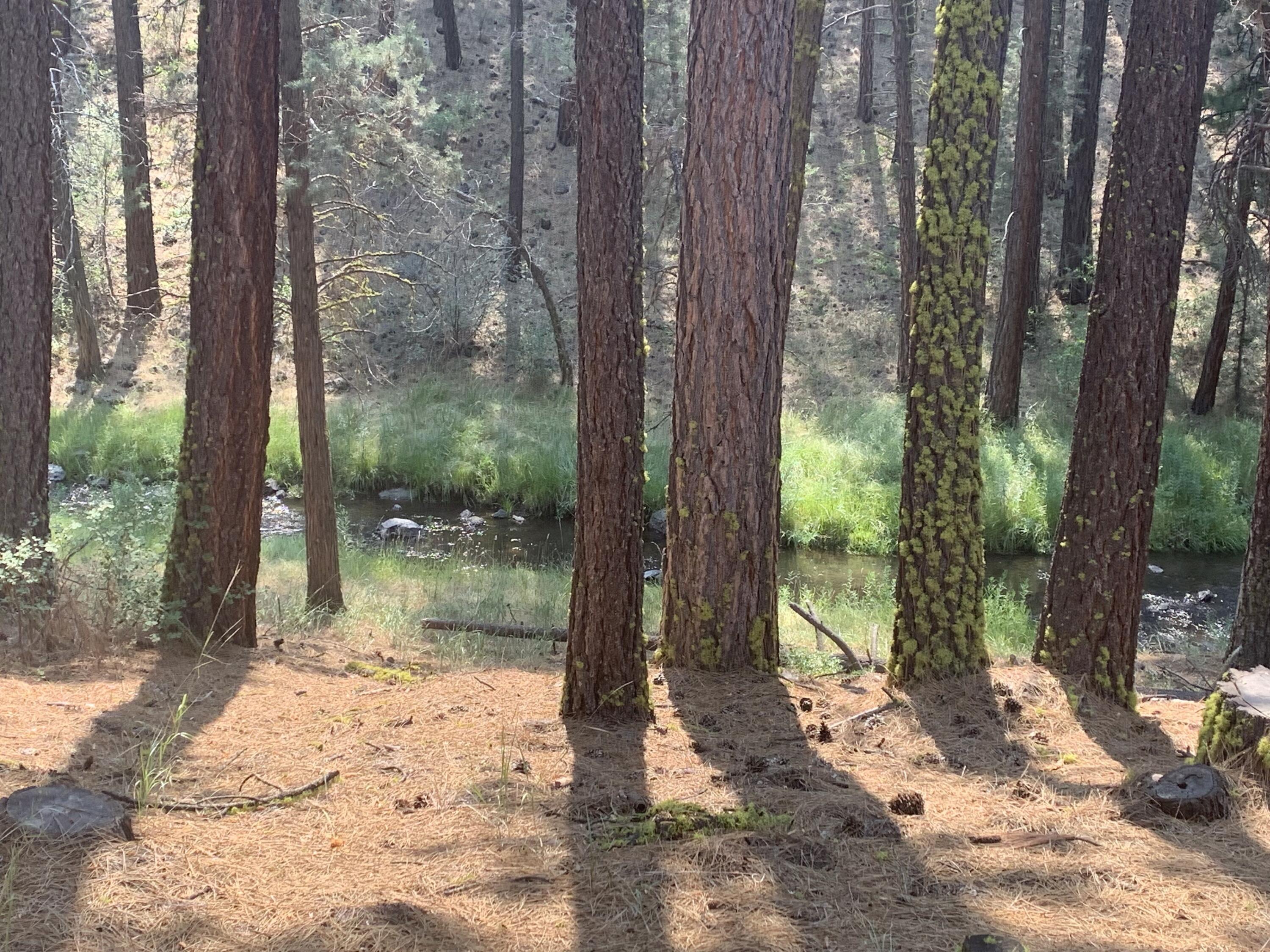 a view of a tree in the forest