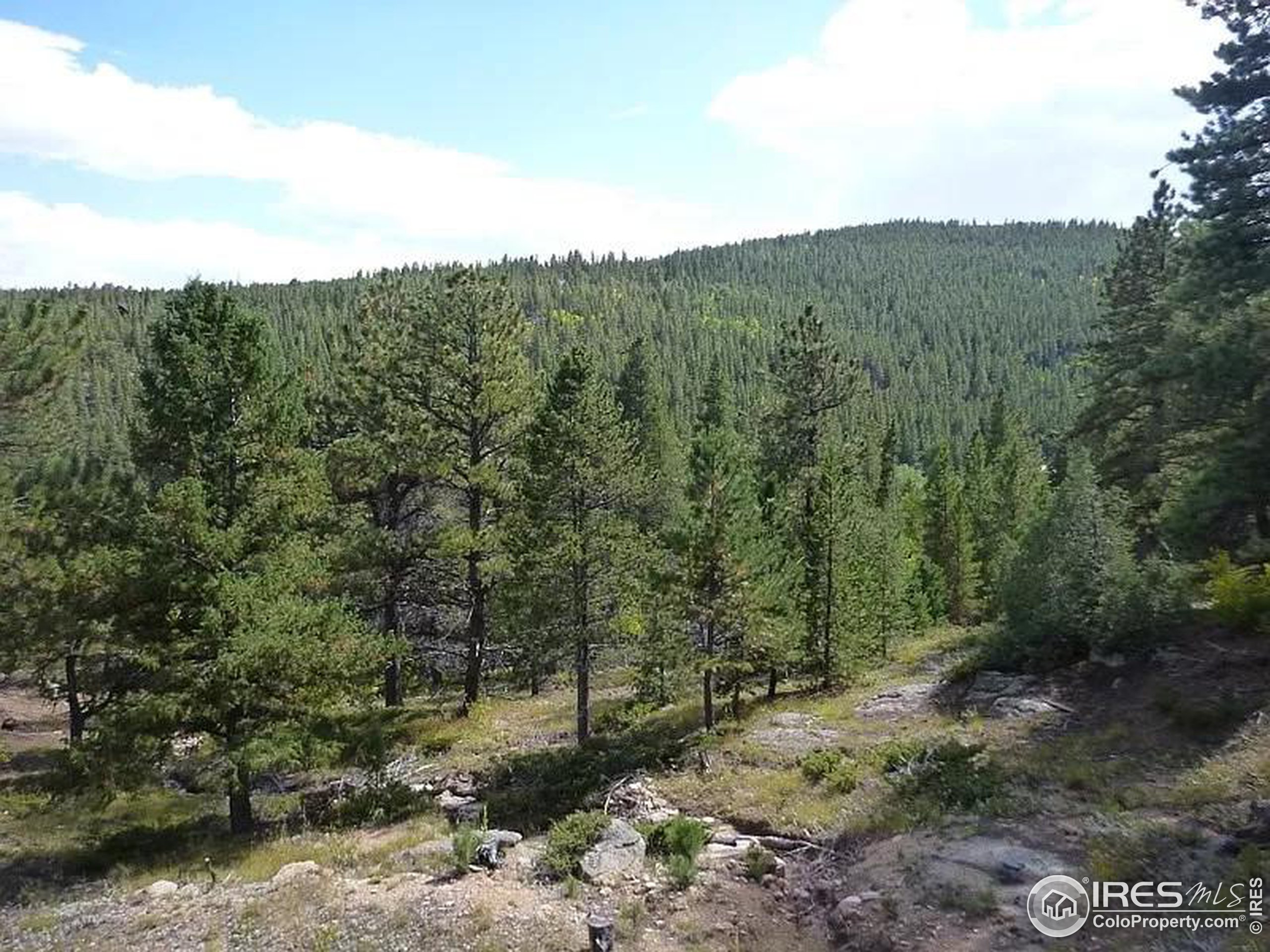 a view of a forest with a mountain in the background