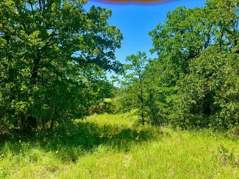 a view of a lush green space