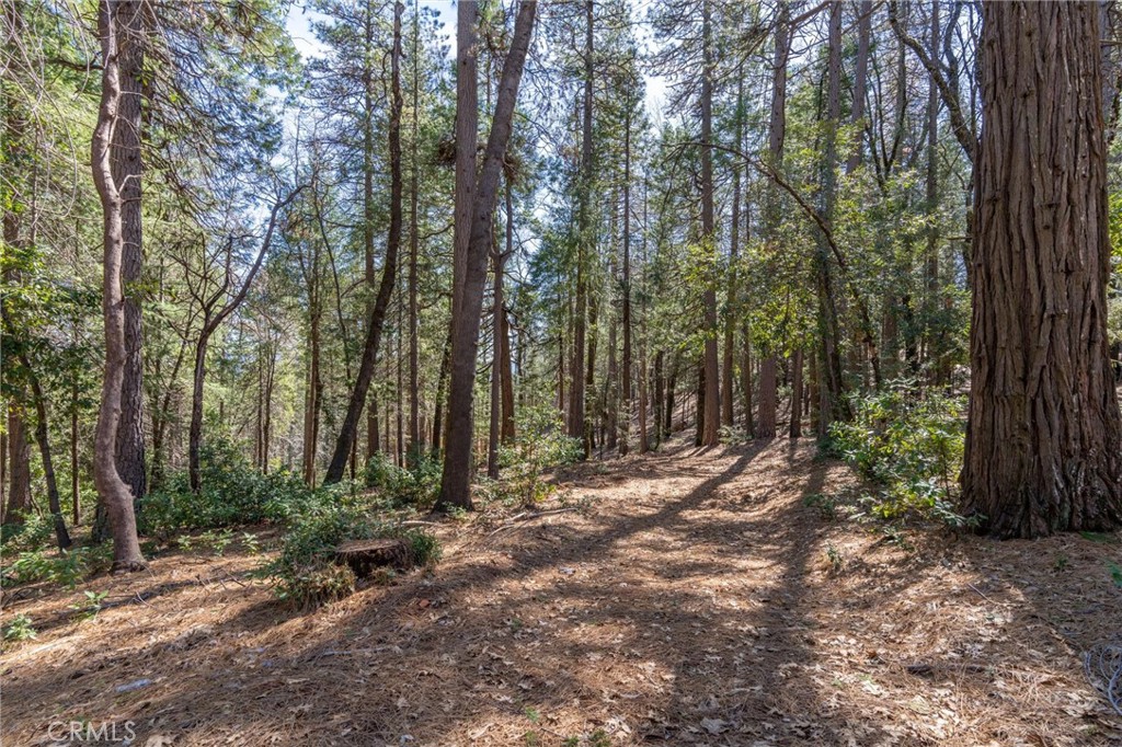 a view of a forest with trees