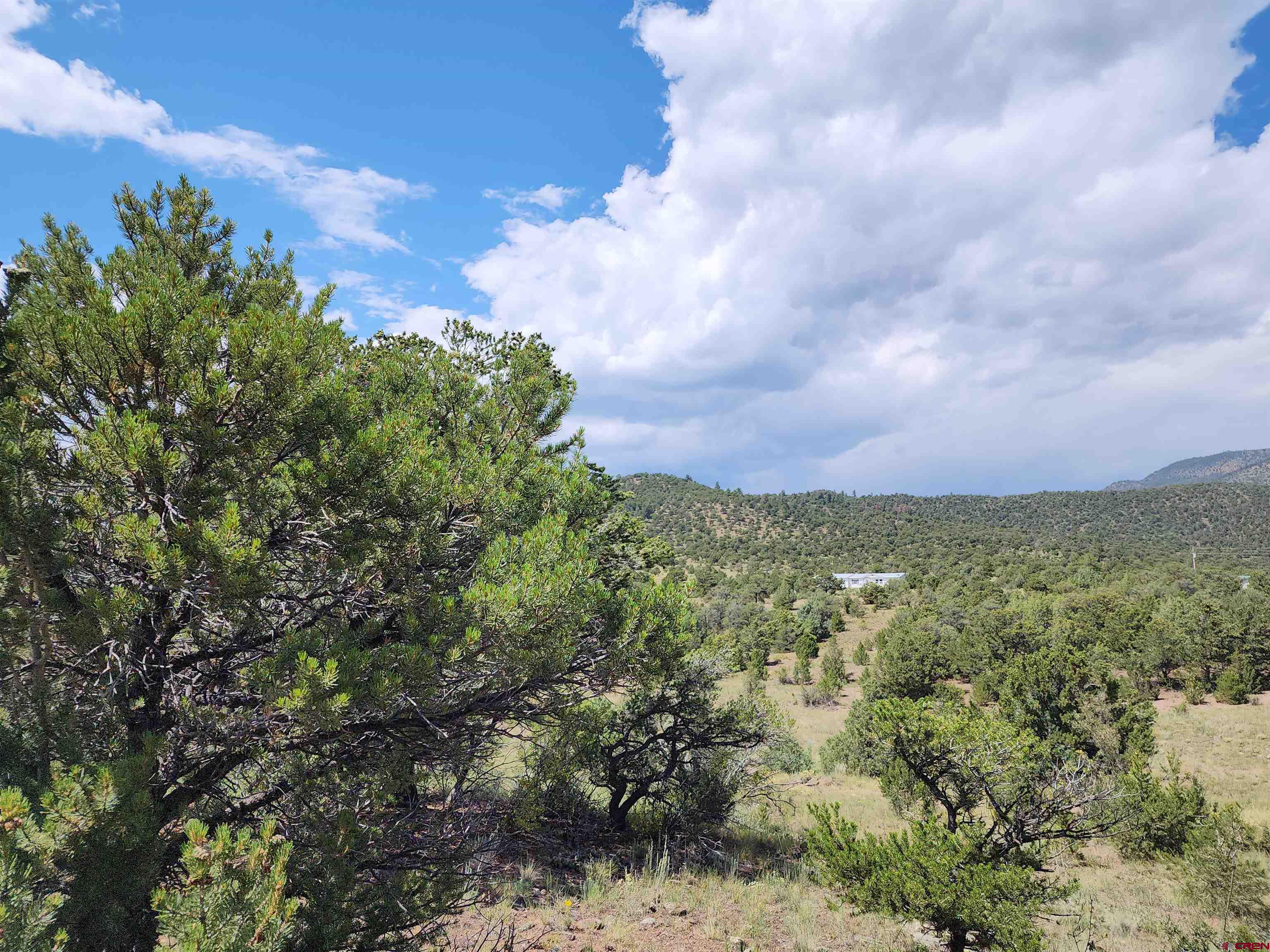 a view of a bunch of trees