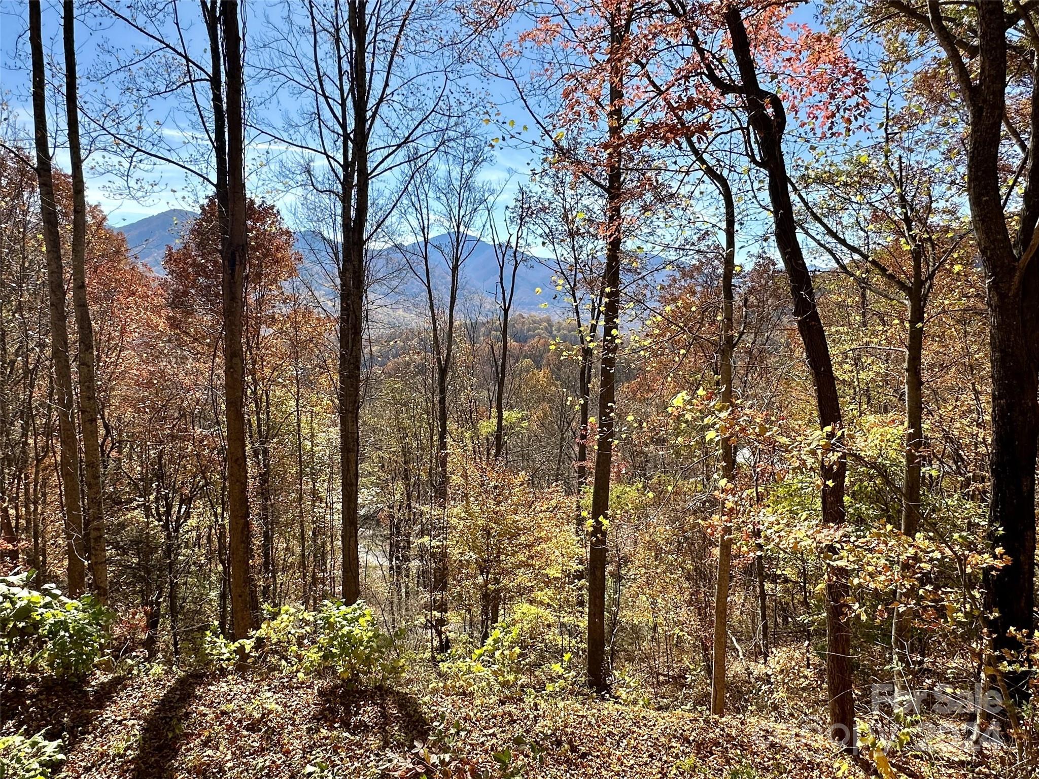 a view of forest