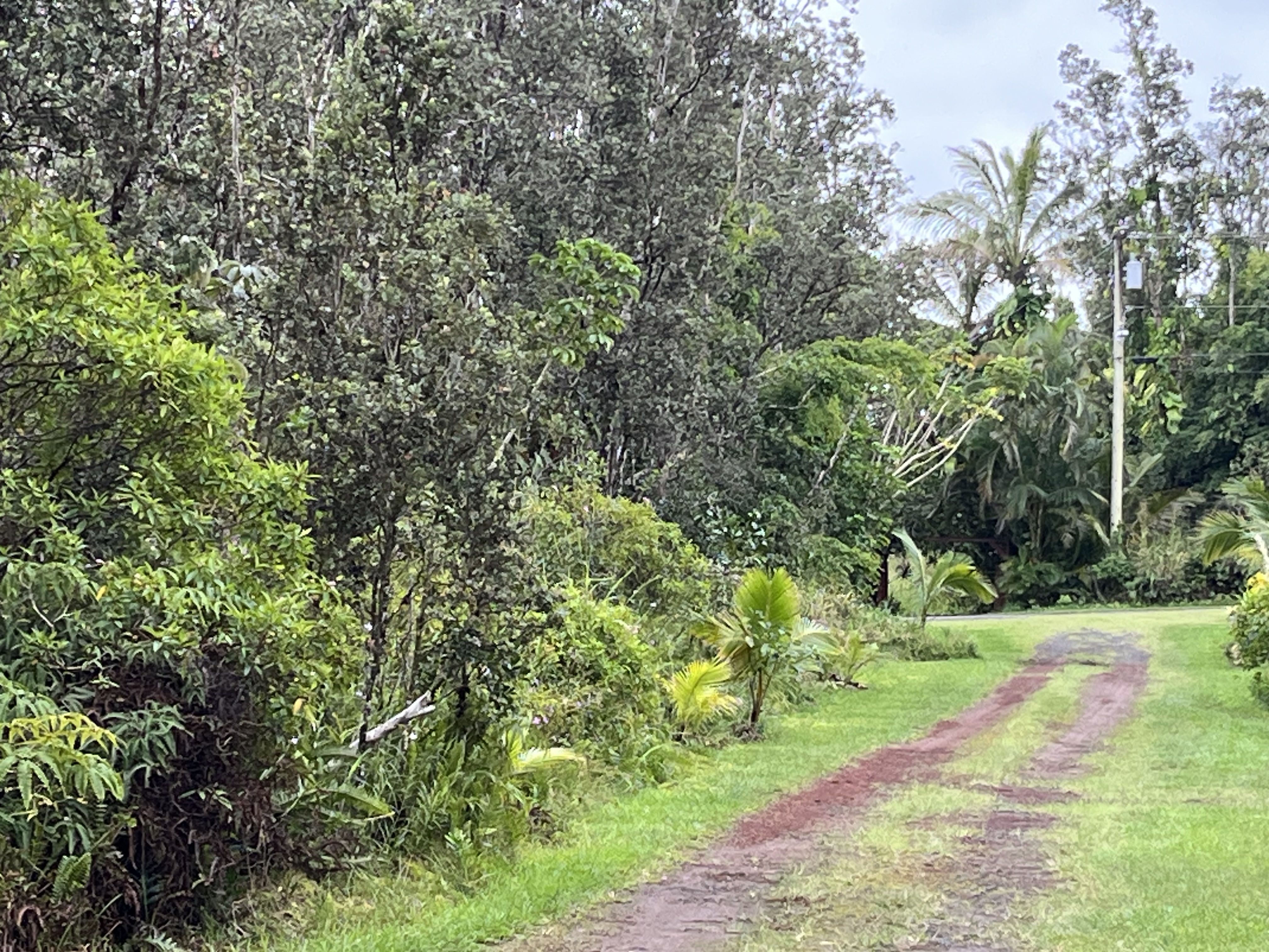 a view of a yard with plants and large trees